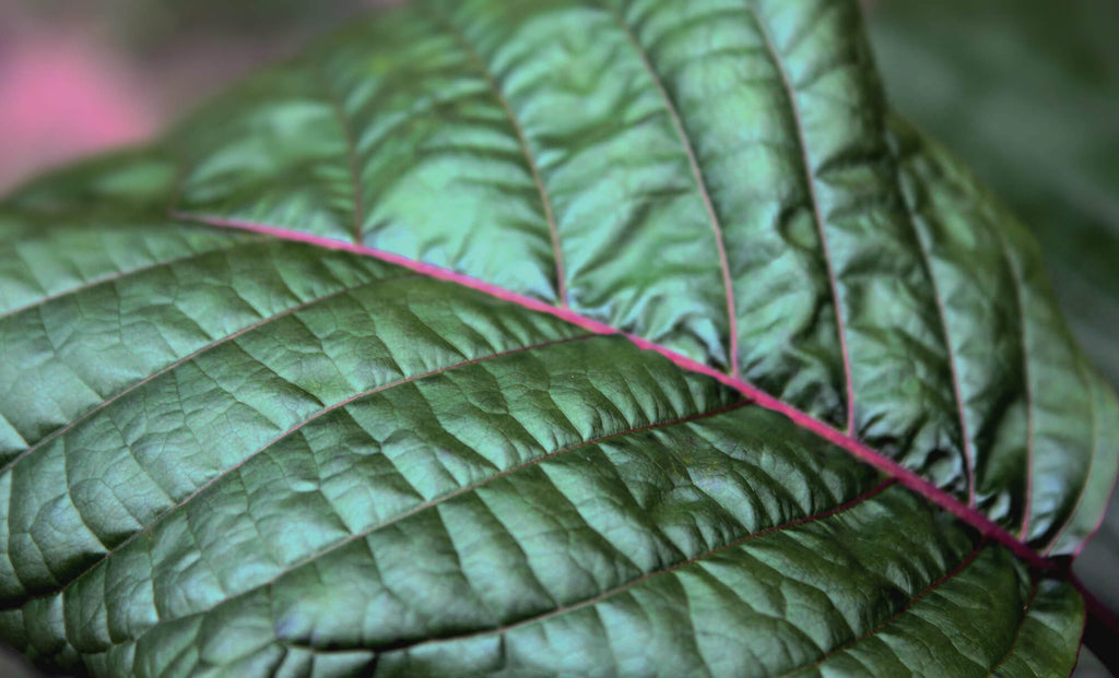 What is Kratom (Mitragyna Speciosa)?